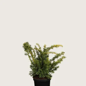 Gul krypidegran Kruka Grenad 15cm