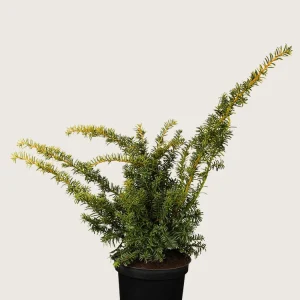 Gul krypidegran Kruka Grenad 40cm