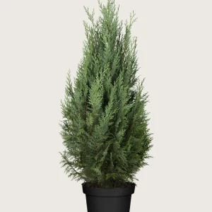Thuja Columna Kruka Välgrenad 100cm