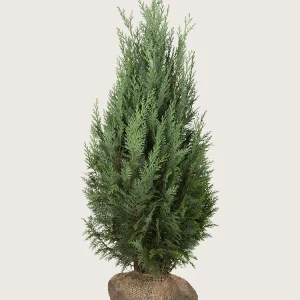 Thuja Columna Rotklump Välgrenad 150cm