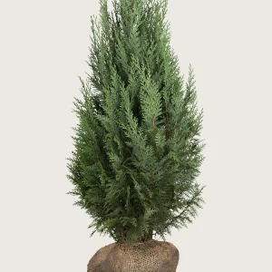 Thuja Columna Rotklump Välgrenad 200cm