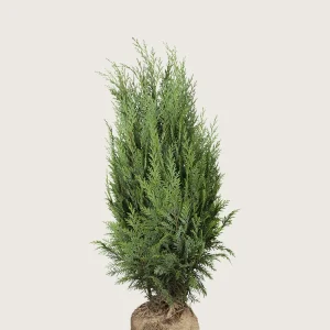 Thuja Columna Rotklump Välgrenad 60cm