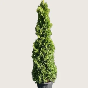 Thuja Holmstrup Kruka Välgrenad 175cm
