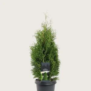 Thuja Holmstrup Kruka Välgrenad 80cm