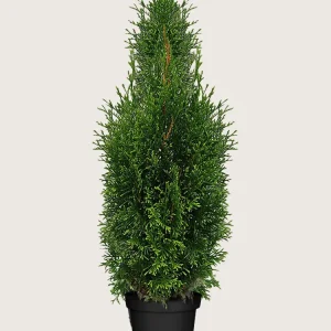 Thuja King of Brabant Kruka Grenad 100cm