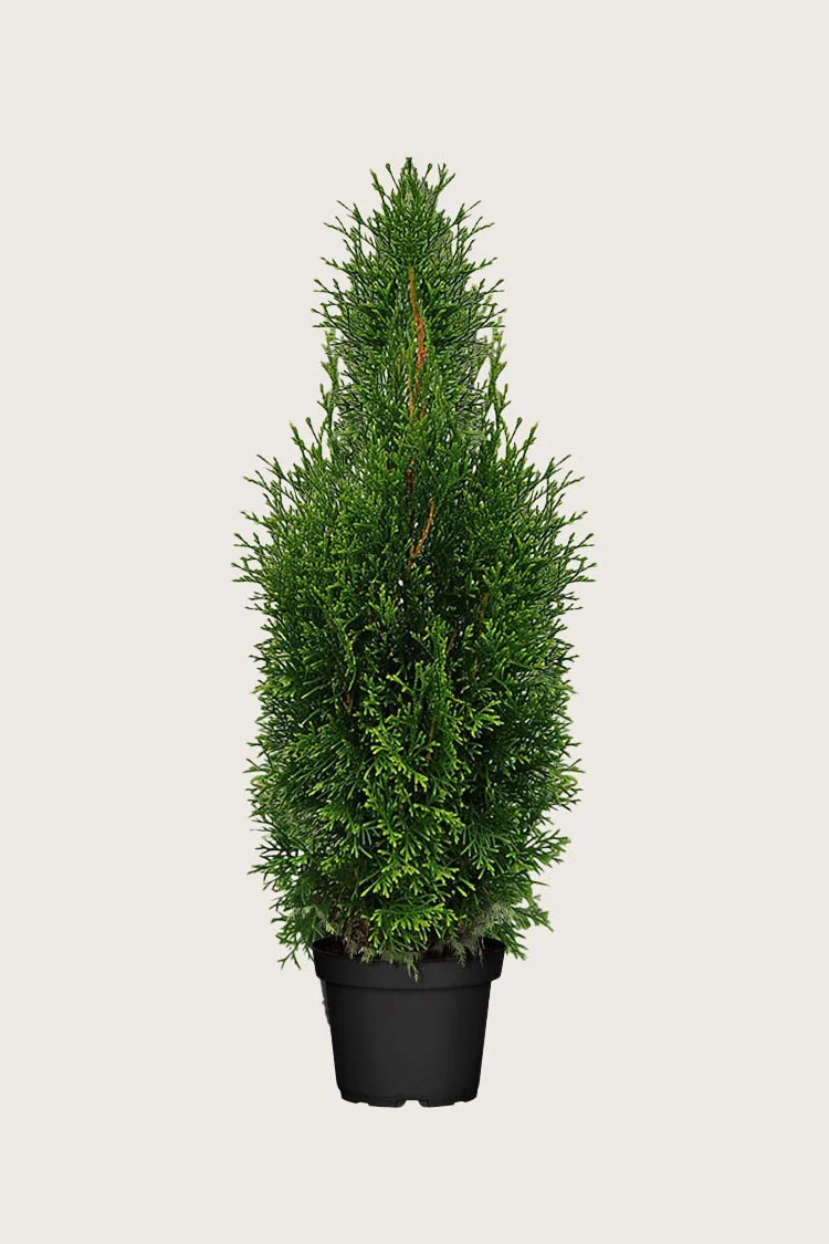 Thuja King of Brabant Kruka Grenad 175cm - Bild 2