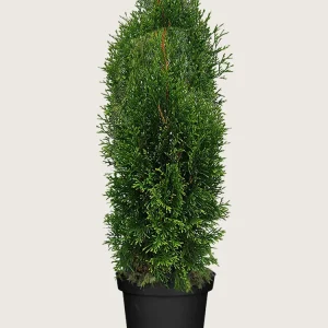 Thuja King of Brabant Kruka Grenad 225cm