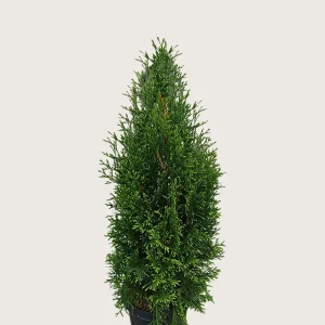 Thuja King of Brabant Kruka Grenad 40cm