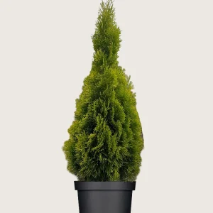 Thuja King of Brabant Kruka Välgrenad 100cm