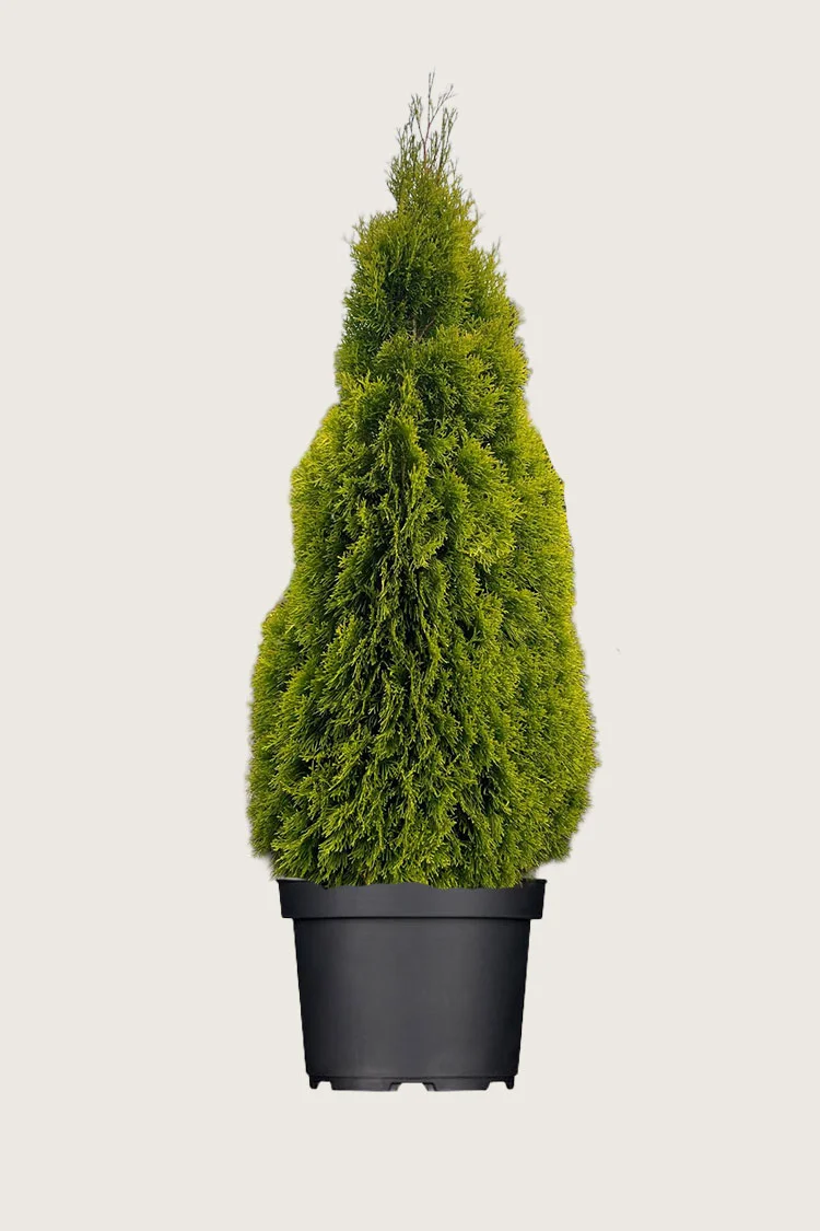 Thuja King of Brabant Kruka Välgrenad 225cm - Bild 2