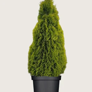 Thuja King of Brabant Kruka Välgrenad 300cm