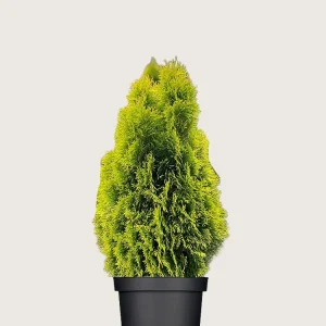 Thuja King of Brabant Kruka Välgrenad 80cm