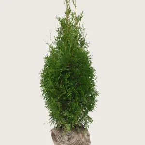 Thuja King of Brabant Rotklump Grenad 100cm