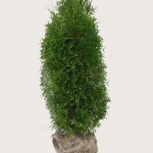 Thuja King of Brabant Rotklump Grenad 250cm