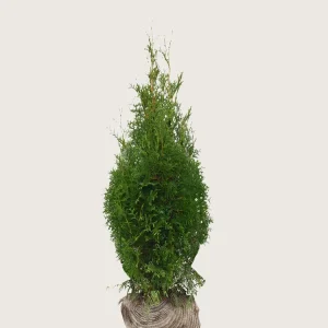 Thuja King of Brabant Rotklump Grenad 80cm