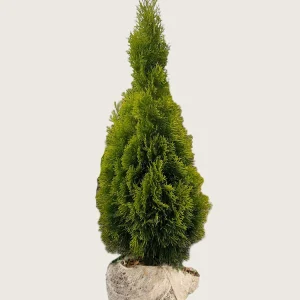 Thuja King of Brabant Rotklump Välgrenad 150cm