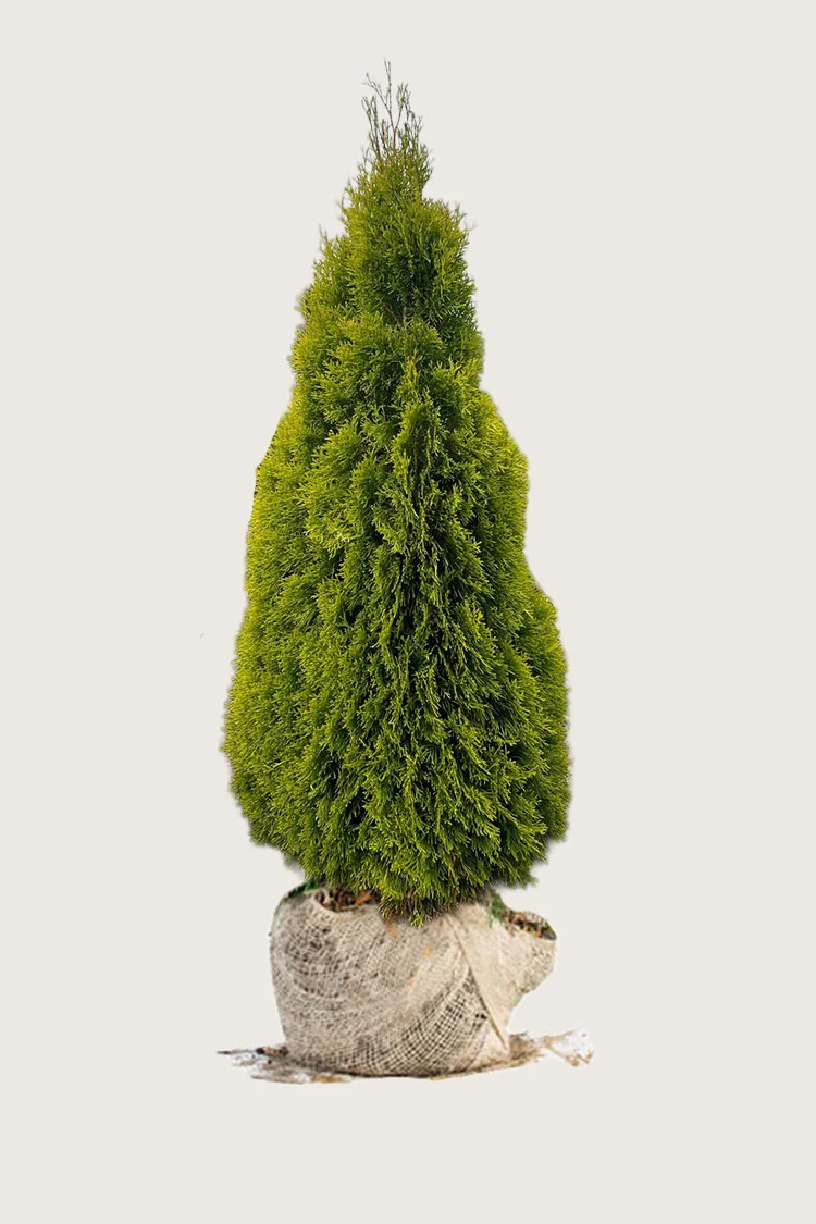 Thuja King of Brabant Rotklump Välgrenad 200cm