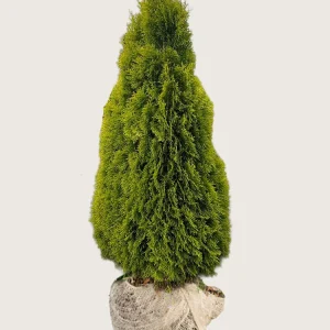 Thuja King of Brabant Rotklump Välgrenad 250cm