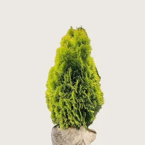 Thuja King of Brabant Rotklump Välgrenad 80cm
