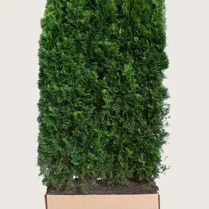 Thuja Smaragd Färdig häck Välgrenad 200cm