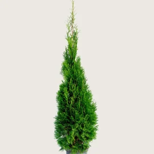 Thuja Smaragd Kruka Grenad 175cm