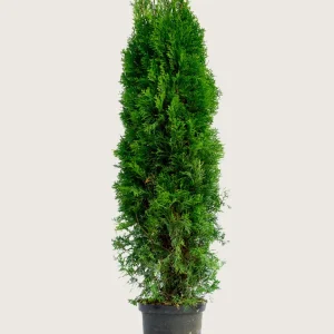 Thuja Smaragd Kruka Grenad 250cm
