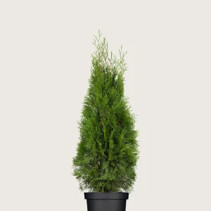 Thuja Smaragd Kruka Grenad 40cm