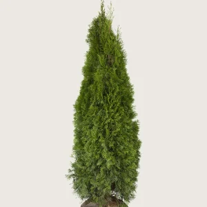 Thuja Smaragd Rotklump Välgrenad 150cm