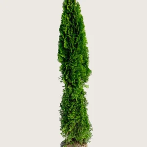 Thuja Smaragd Rotklump Grenad 300cm