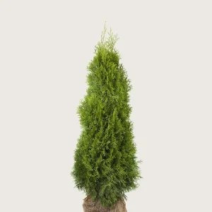 Thuja Smaragd Rotklump Grenad 80cm