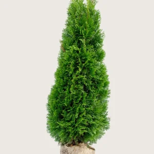 Thuja Smaragd Rotklump Välgrenad 250cm