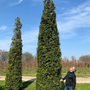 Thuja Smaragd Rotklump Välgrenad 400cm