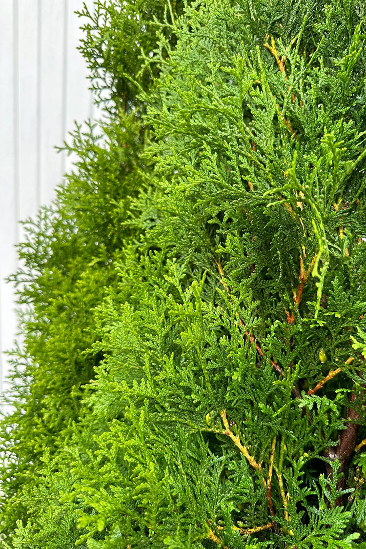 Thuja King of Brabant Rotklump Välgrenad 300cm - Bild 3