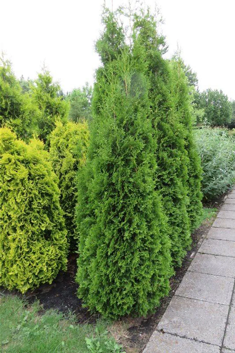 Thuja King of Brabant Kruka Grenad 175cm - Bild 4